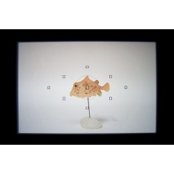 INON 45 度观景窗 II for Nauticam INON 45 度观景窗 II for Nauticam